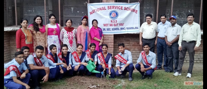 Tree Plantation